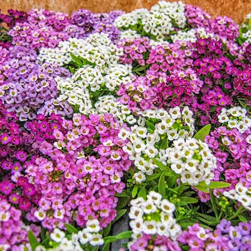 Алиссум Смесь для балконов, смесь окрасок изображение 1 артикул 78304