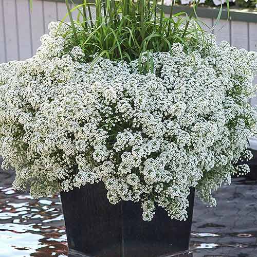 Алиссум Снежный ковер изображение 1 артикул 78104