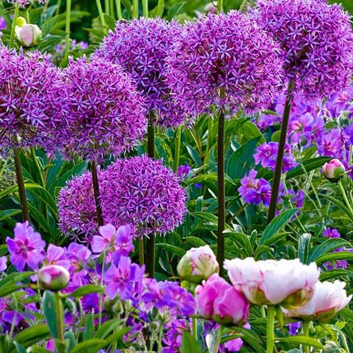 Аллиум Пепл Сенсейшн изображение 1 артикул 6149