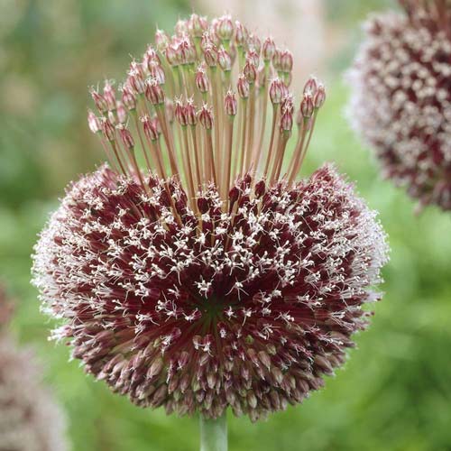 Аллиум Форлок изображение 1 артикул 68055