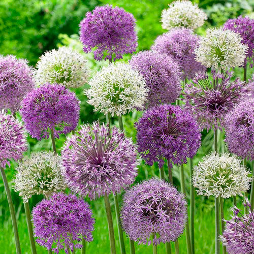 Суперпредложение! Аллиум Гигантский, микс из 2-х луковиц изображение 2 артикул 4308