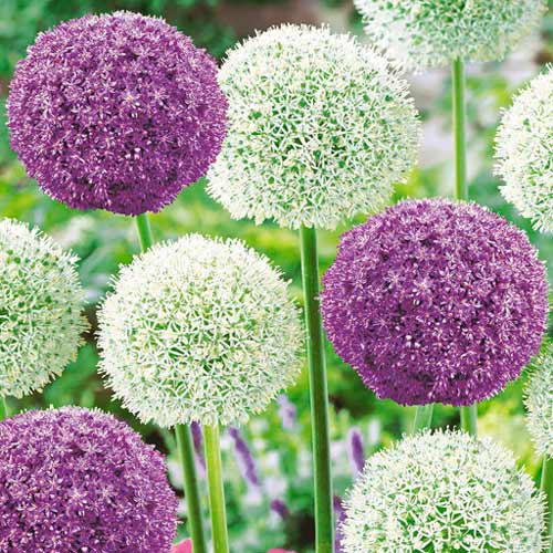 Суперпредложение! Аллиум Гигантский, микс из 2-х луковиц изображение 1 артикул 4308