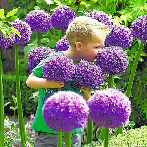 Аллиум Гладиатор изображение 1 артикул 67296