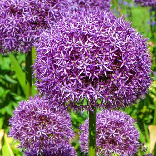 Аллиум Глоубмастер изображение 1 артикул 67571