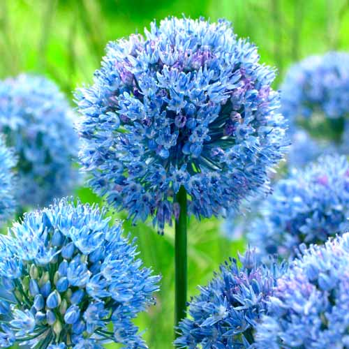 Аллиум Голубой изображение 1 артикул 68914