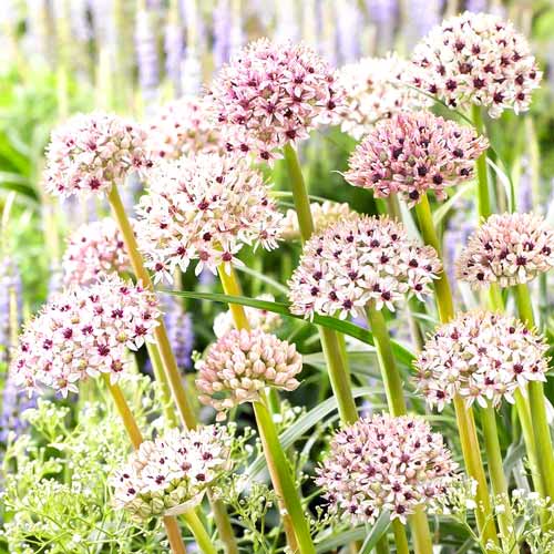 Аллиум Хамелеон изображение 1 артикул 68917