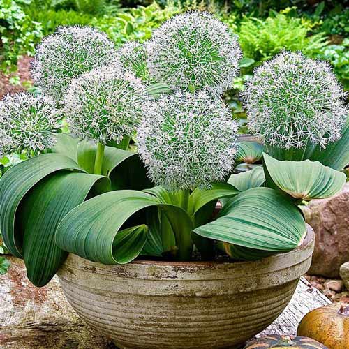 Аллиум Айвори Квин изображение 1 артикул 67297