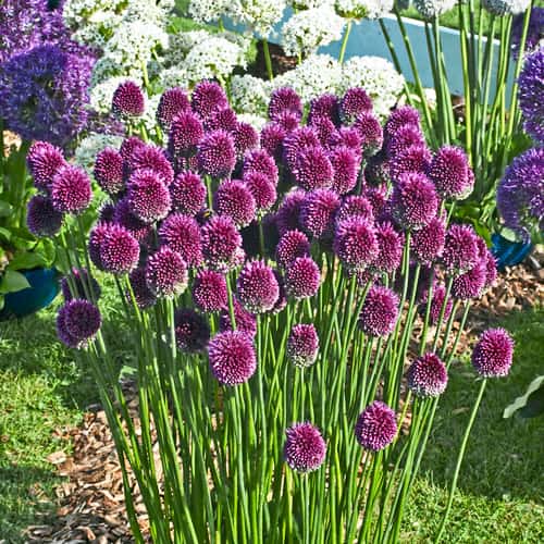 Аллиум круглоголовый изображение 1 артикул 68397