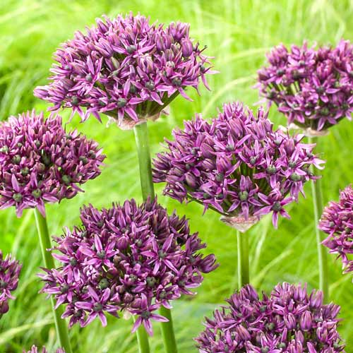 Аллиум Меркуриус изображение 1 артикул 68004