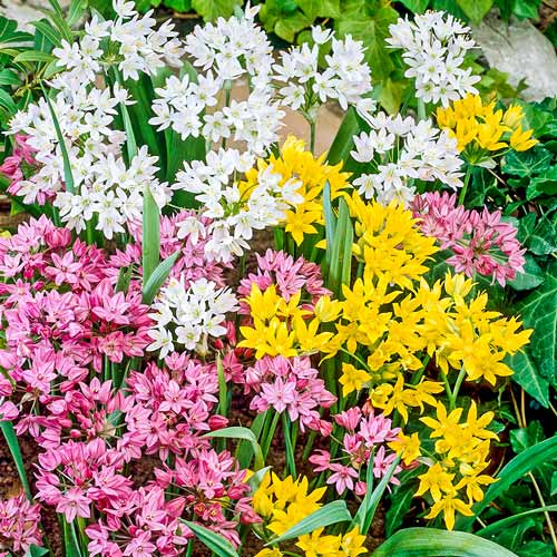 Аллиум, микс изображение 1 артикул 67298