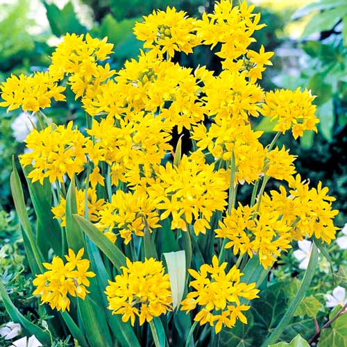 Аллиум Моли изображение 1 артикул 68121