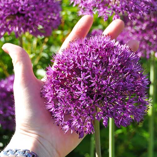 Аллиум Перпл Сенсейшн изображение 3 артикул 67301