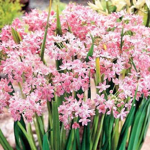 Аллиум Розеум изображение 1 артикул 67302