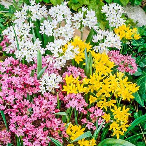 Аллиум, смесь изображение 1 артикул 76370