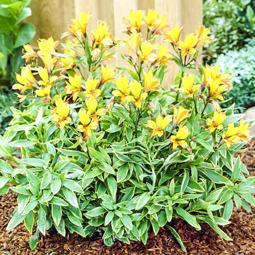 Альстромерия Глори оф зе Ендес изображение 1 артикул 76001