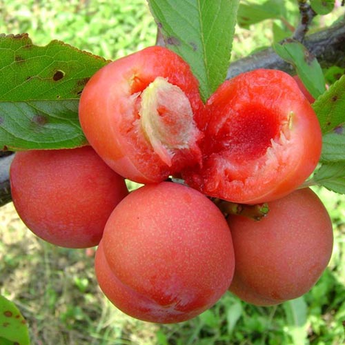 Алыча Скороплодная изображение 1 артикул 4163