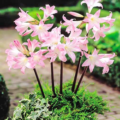 Амариллис (гиппеаструм) Белладонна изображение 1 артикул 76003