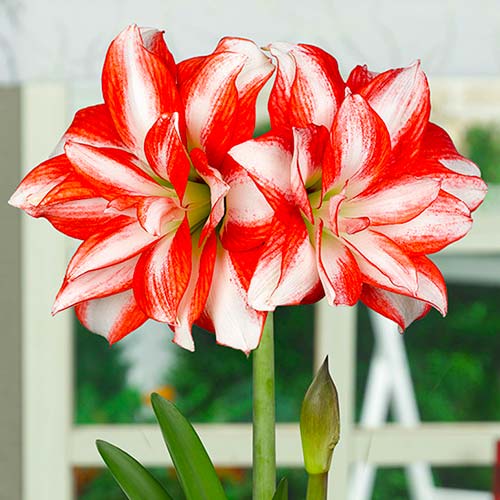 Амариллис (гиппеаструм) махровый Экзотик Пикок изображение 1 артикул 70324