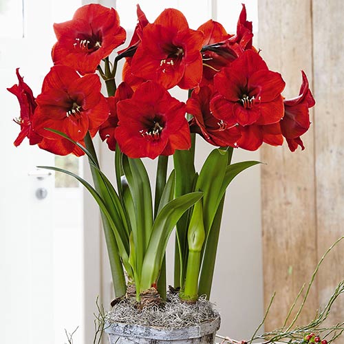 Амариллис (гиппеаструм) Феррари изображение 1 артикул 76558