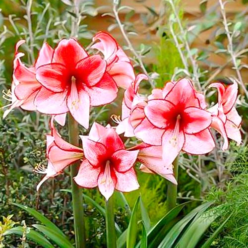 Амариллис (гиппеаструм) Харизма изображение 1 артикул 76004