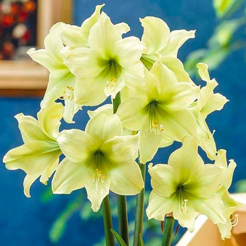 Амариллис (гиппеаструм) Лемон Лайм изображение 1 артикул 76009