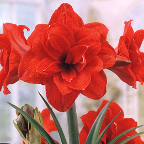 Амариллис (гиппеаструм) махровый Красная Нимфа изображение 1 артикул 70330