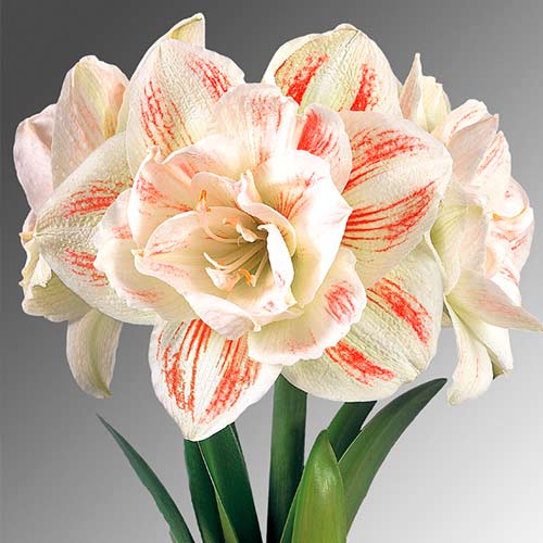 Амариллис (гиппеаструм) махровый Нимф изображение 1 артикул 70269