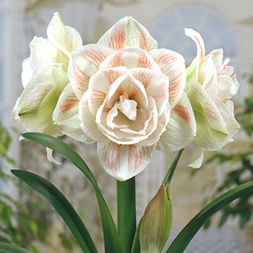 Амариллис (гиппеаструм) махровый Нимфа изображение 1 артикул 70328