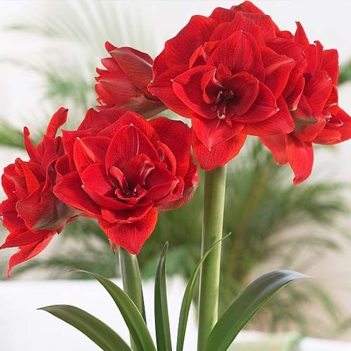 Амариллис (гиппеаструм) махровый Ред Нимф изображение 1 артикул 70268