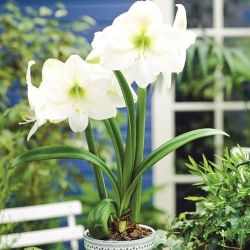Амариллис (гиппеаструм) Монт Бланк изображение 1 артикул 67077