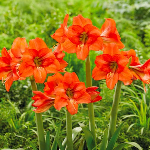 Амариллис (гиппеаструм) Оранж Квин изображение 1 артикул 70477
