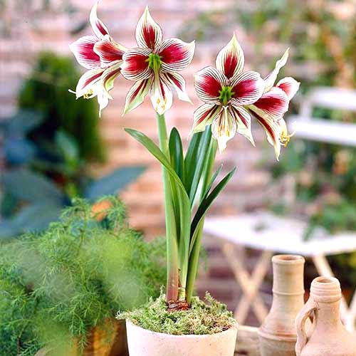 Амариллис (гиппеаструм) Папильо изображение 1 артикул 70221