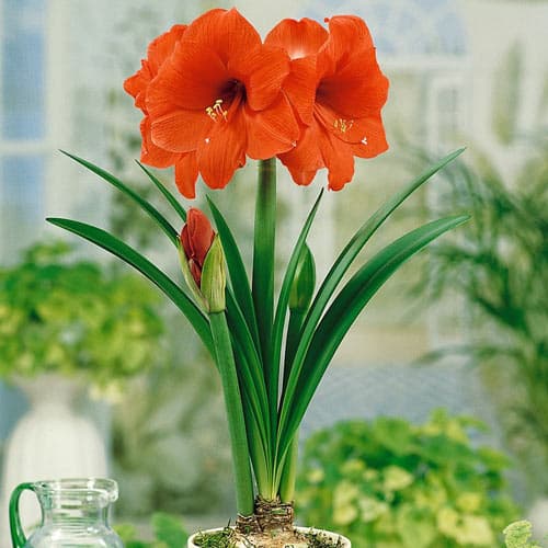 Амариллис (гиппеаструм) Парк Оранж изображение 1 артикул 76010