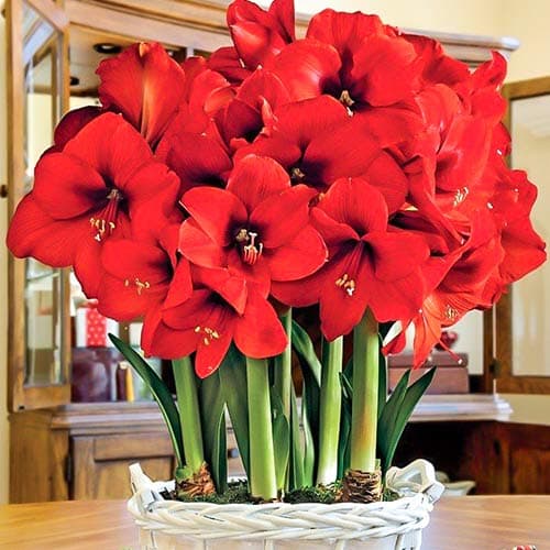 Амариллис (гиппеаструм) Парк Ред изображение 1 артикул 76011