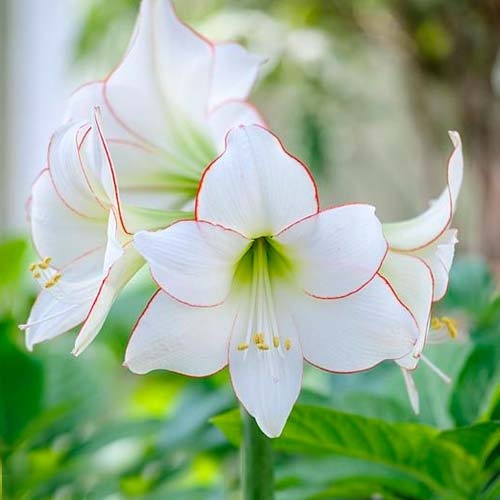 Амариллис (гиппеаструм) Пикоти изображение 1 артикул 76013