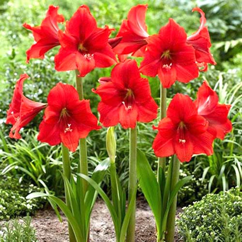 Амариллис (гиппеаструм) Ред Тайгер изображение 1 артикул 70331