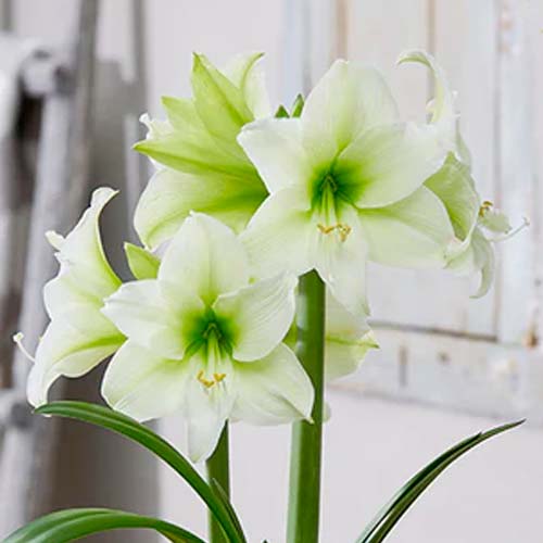 Амариллис (гиппеаструм) Северный полюс изображение 1 артикул 70478