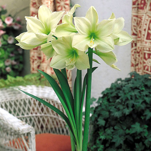 Амариллис Лимон Лайм изображение 1 артикул 4311