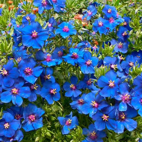 Анагалис Синеглазка изображение 1 артикул 71283