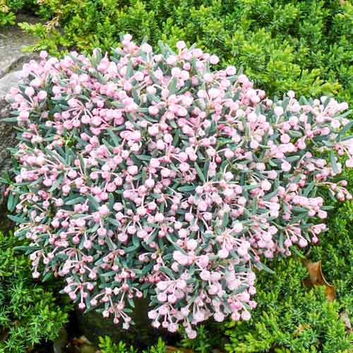 Андромеда многолистная Блю Айс изображение 1 артикул 73002