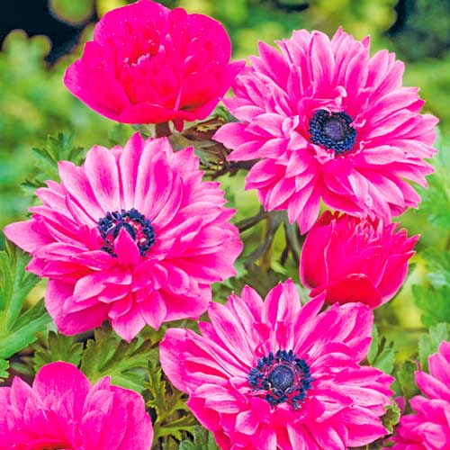 Анемона махровая Адмирал изображение 1 артикул 76168