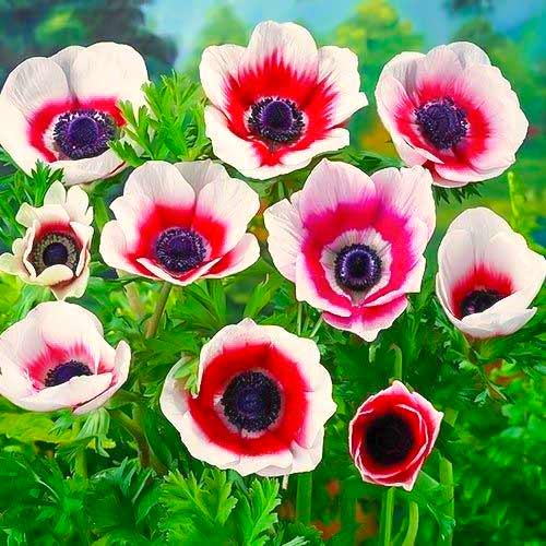 Анемона Биколор артикул фото 1 Анемона Биколор изображение 1 артикул 70334