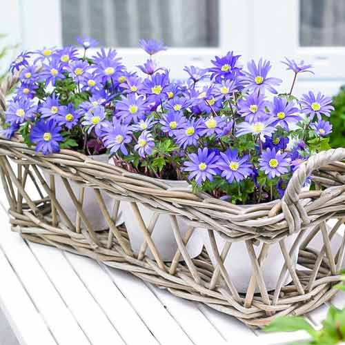 Анемона Бланда Блю Шейдс артикул фото 2 Анемона Бланда Блю Шейдс изображение 2 артикул 67085