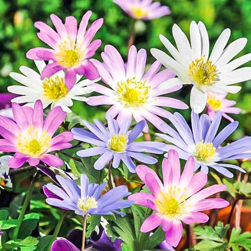 Анемона Бланда, микс артикул фото 1 Анемона Бланда, микс изображение 1 артикул 76016