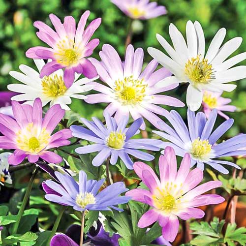 Анемона Бланда, смесь артикул фото 1 Анемона Бланда, смесь изображение 1 артикул 67578