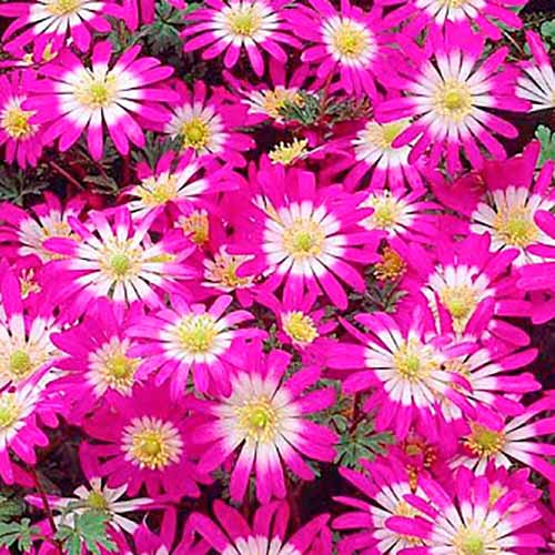 Анемона Бланда Виолет Стар артикул фото 1 Анемона Бланда Виолет Стар изображение 1 артикул 67577