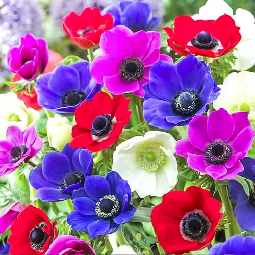 Анемона де Каен, смесь артикул фото 1 Анемона де Каен, смесь изображение 1 артикул 67089