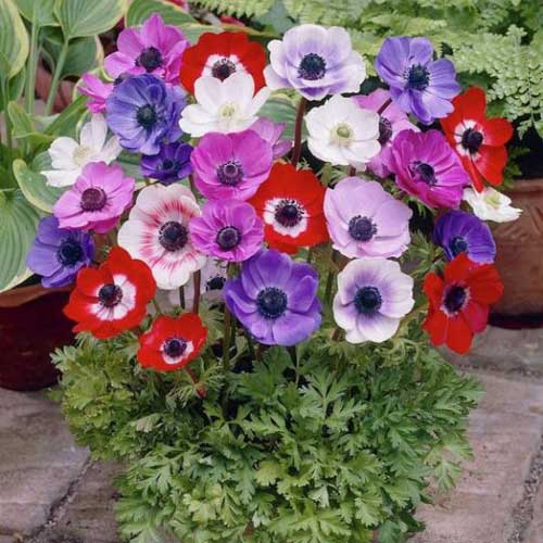 Анемона де Каен, микс изображение 2 артикул 76170