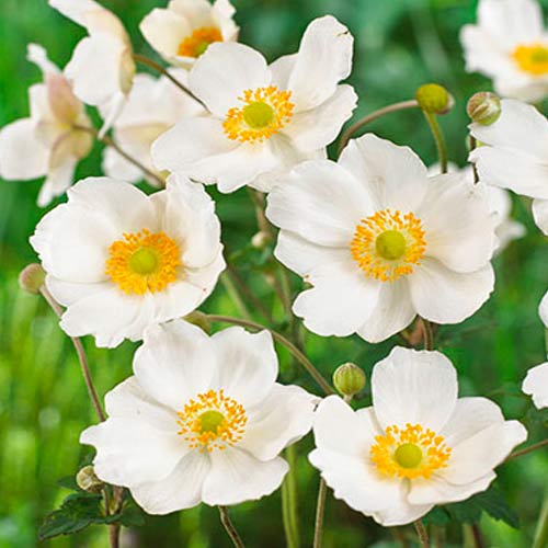 Анемона гибридная Онорин Жобер артикул фото 1 Анемона гибридная Онорин Жобер изображение 1 артикул 70337