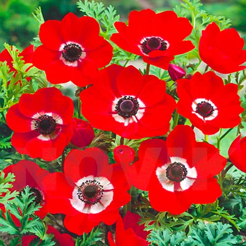 Анемона Голландия изображение 1 артикул 70336